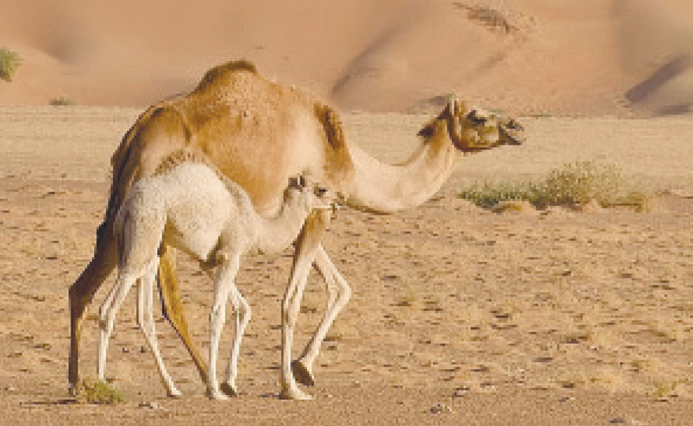 محافظتا ظفار وشمال الباطنة نموذجًا  الحيوانُ والطَّير في التّراث الثقافيّ العُمانيّ